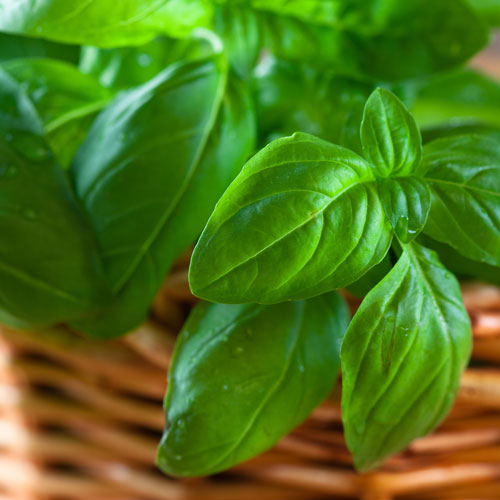 Growing Tips for Herbs Why Is My Basil Dying? Mother Earth Living